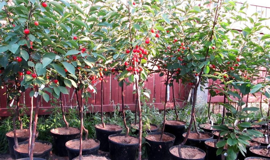 Особенности выращивания саженцев вишни: секреты ухода и процесса обеспечения процветания